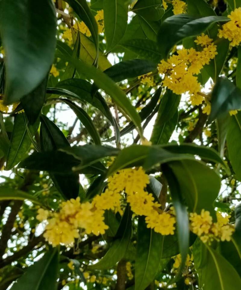 桂花树大量种植基地直发树苗健康量大从优欢迎咨询