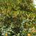 桂花树大量种植基地直发树苗健康量大从优欢迎咨询