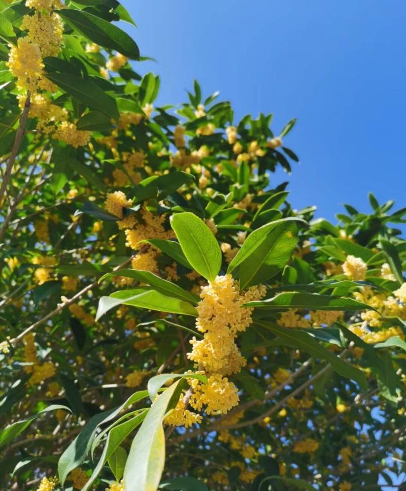 桂花树大量种植基地直发树苗健康量大从优欢迎咨询