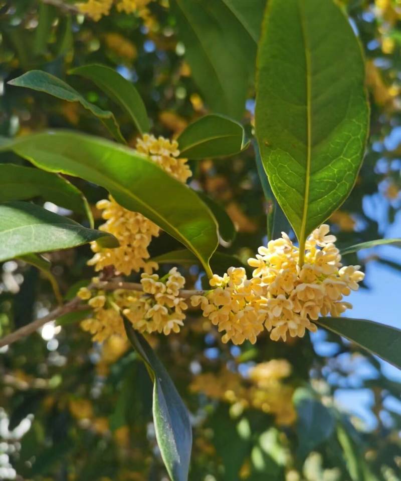 桂花树大量种植基地直发树苗健康量大从优欢迎咨询