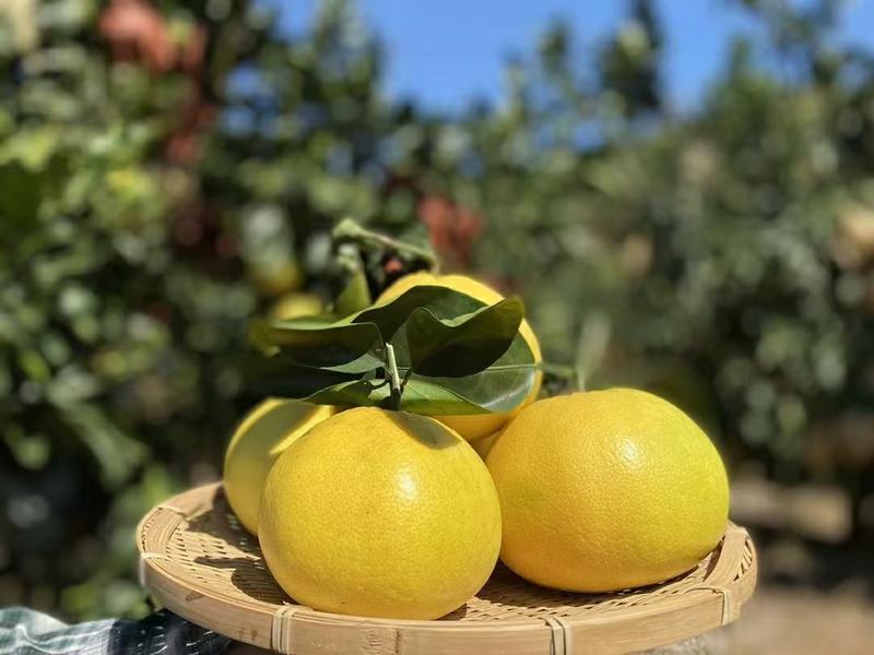 福建漳州平和柚子葡萄柚产地新鲜直发一手货源