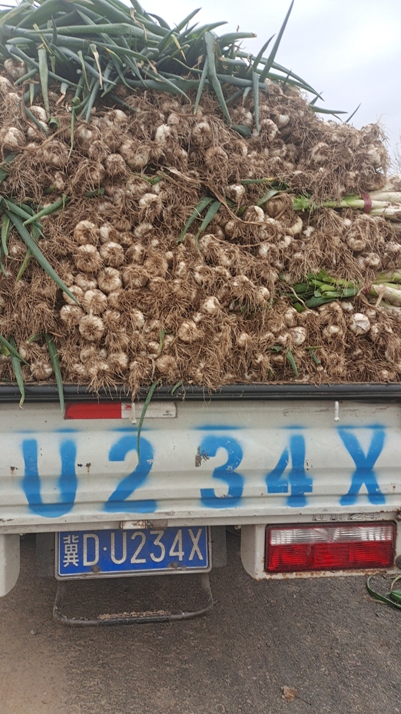 【热卖】鸡腿大葱货源充足产地直供欢迎各位老板订购