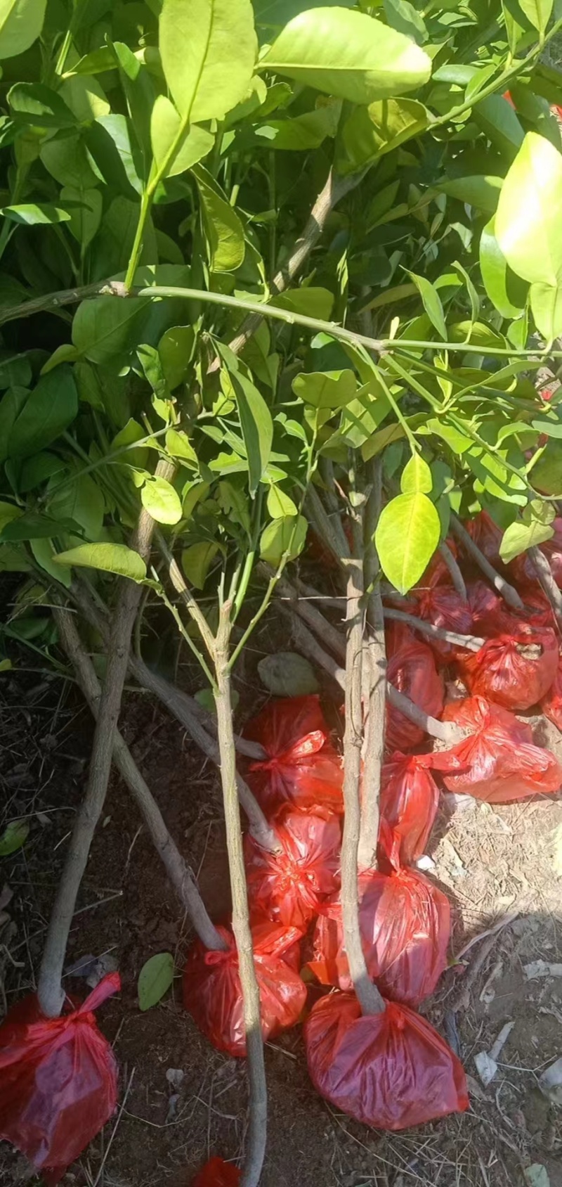 正宗马家柚原产地，产地直发，保质保量，欢迎前来选购