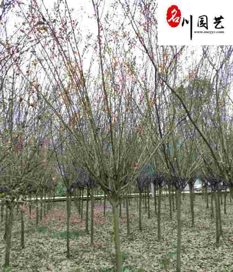 成都西府海棠苗木基地批发优质货源西府海棠优惠价格