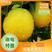 江西吉安脐橙精品新鲜橙子果园直供大量上市欢迎咨询