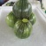 【精品】广西西葫芦小圆瓜绿色圆亮大量上市欢迎采购
