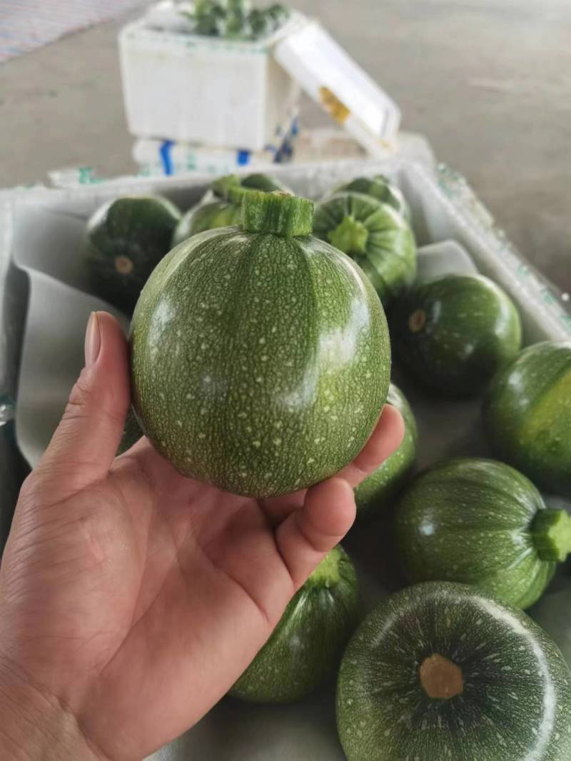 【精品】广西西葫芦小圆瓜绿色圆亮大量上市欢迎采购