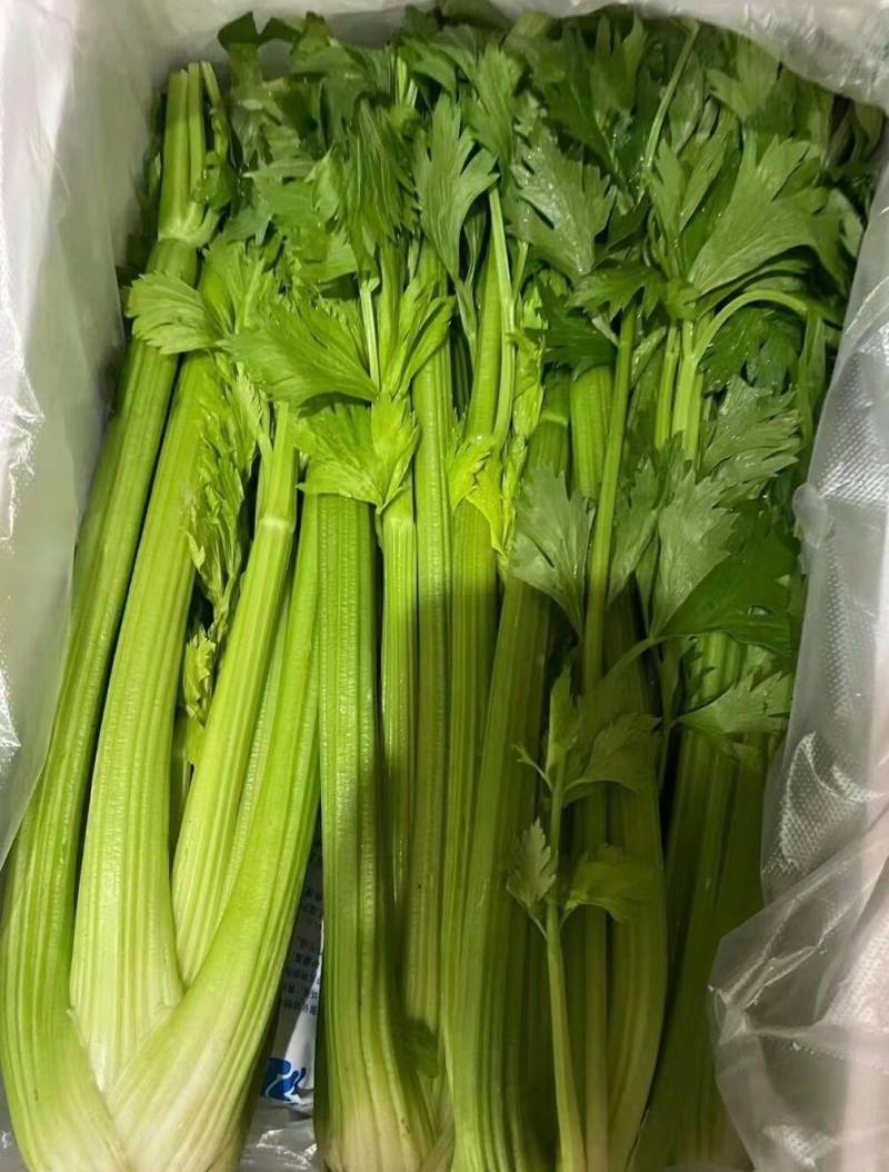 山东西芹大量供应，全年有货，货源充足，产地直销，欢迎采购