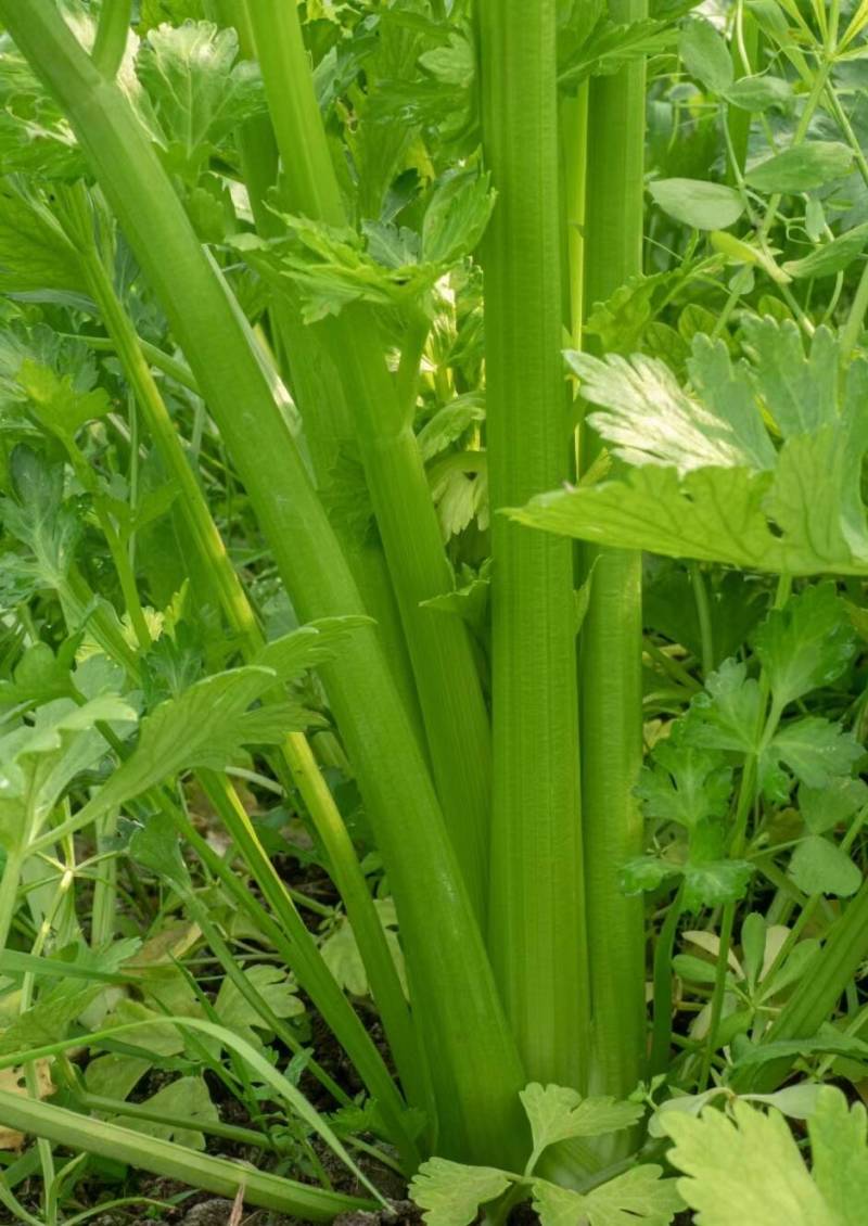 山东西芹大量供应，全年有货，货源充足，产地直销，欢迎采购