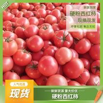 【精品西红柿】费县硬粉西红柿产地发货量大从优质量保证电联