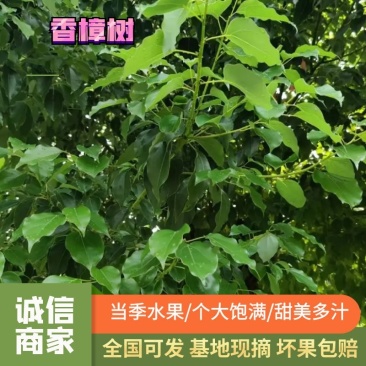 精品香樟树现挖现发绿化用品基地供货视频看货来电订货