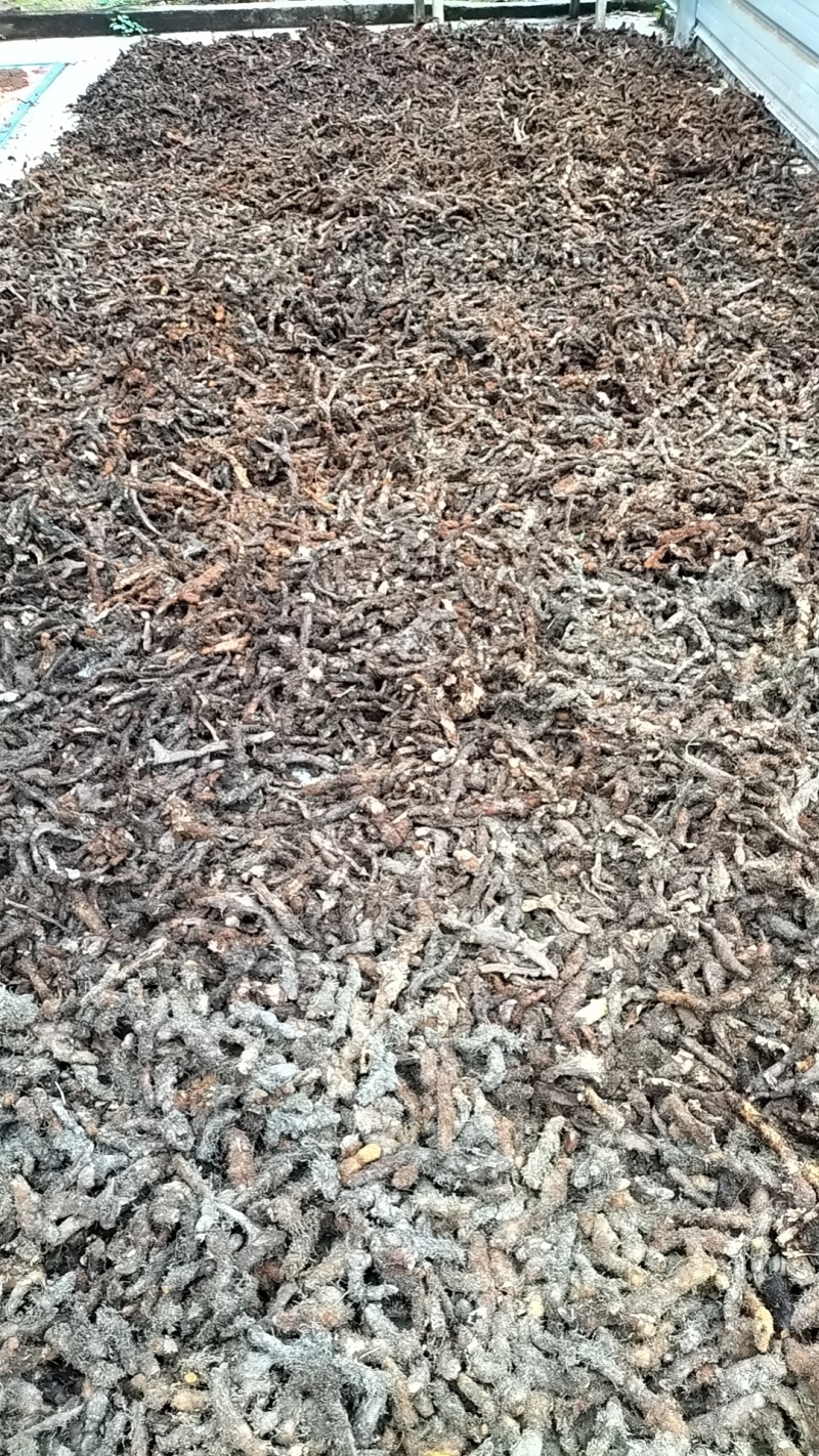 贵州骨碎补一手货源纯野生供货稳定产地供应欢迎各位咨询