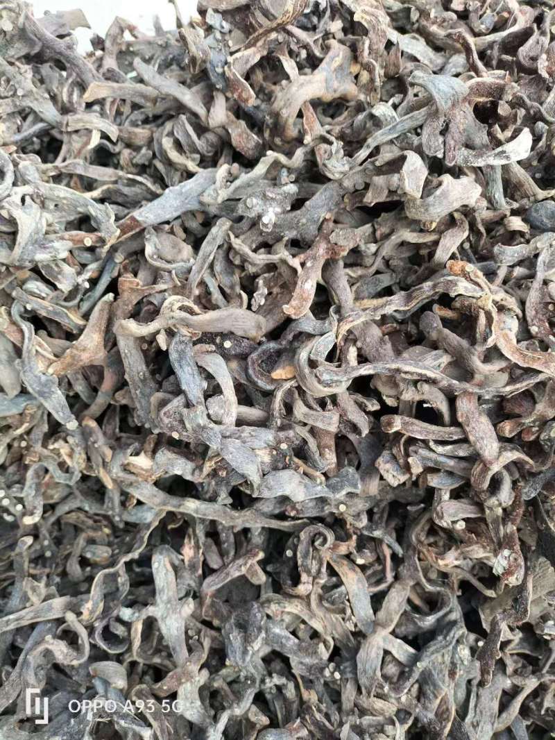 贵州骨碎补一手货源纯野生供货稳定产地供应欢迎各位咨询