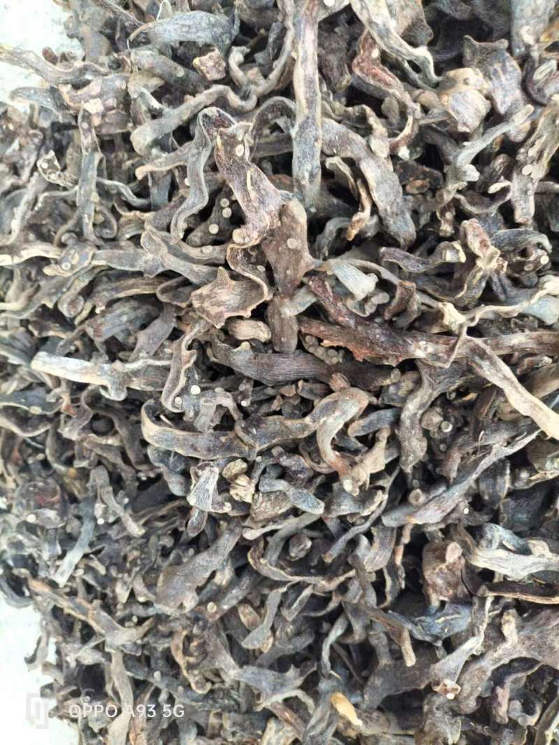 贵州骨碎补一手货源纯野生供货稳定产地供应欢迎各位咨询
