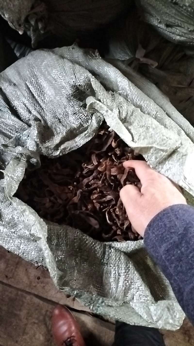 贵州骨碎补一手货源纯野生供货稳定产地供应欢迎各位咨询