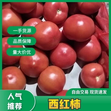 精品山东西红柿大量上市基地直发供应全国市场批发商