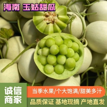 【海南甜瓜】精品玉姑甜瓜大量现货基地直发致电详谈