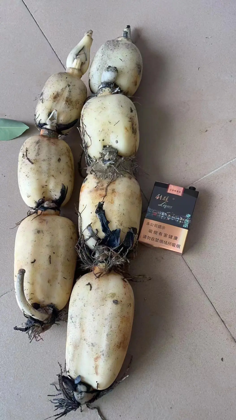 【优质】江苏宿迁精选莲藕水洗精品长期供货有需致电