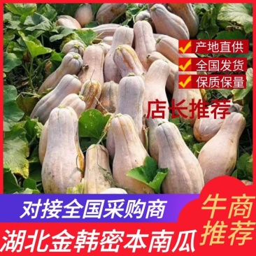 金韩蜜本南瓜:坡地种植，自然全黄全粉，更加香甜软糯！