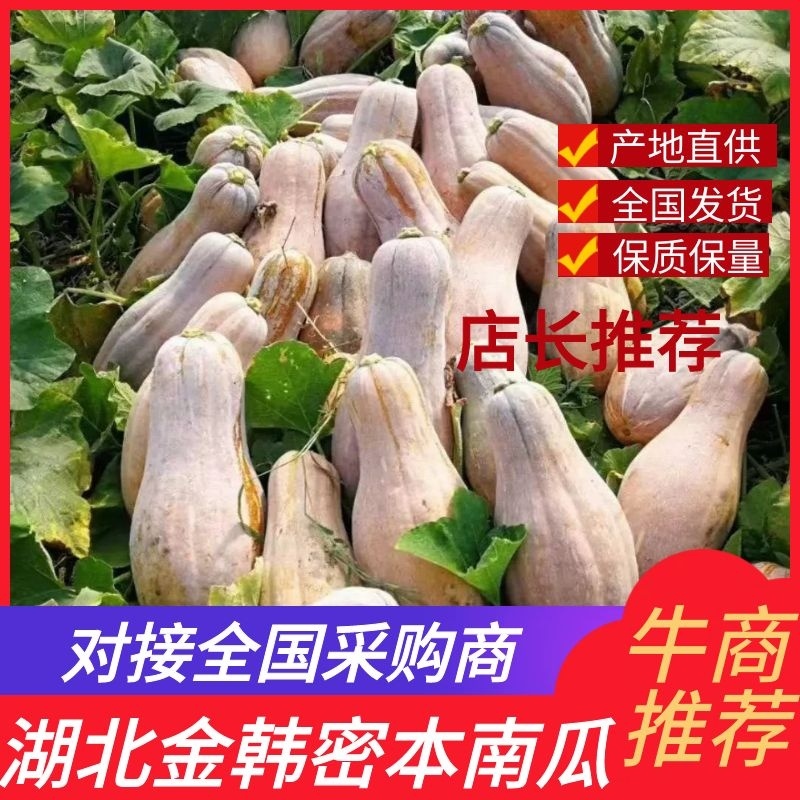 金韩蜜本南瓜:坡地种植，自然全黄全粉，更加香甜软糯！