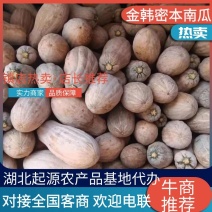 南瓜#金韩蜜本南瓜，晚熟头茬瓜，全红全粉！香甜软糯！精品