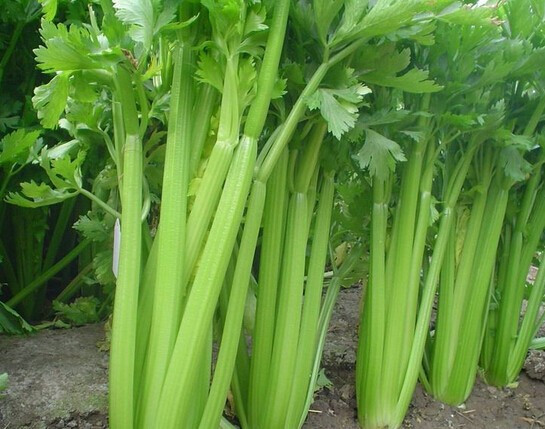 图中展示新鲜芹菜与切块鸡肉在炒锅中翻炒的画面 芹菜与鸡肉的搭配示意图