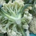 【****】湖北新鲜白花菜新鲜蔬菜花菜散农家白花菜实花菜