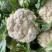 【****】湖北新鲜白花菜新鲜蔬菜花菜散农家白花菜实花菜