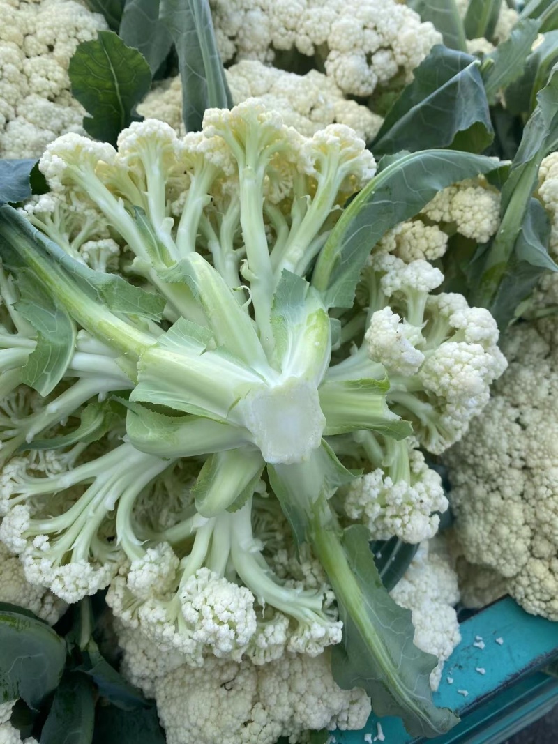 湖北花菜白面青梗松花菜有机花菜散花结花，西兰花