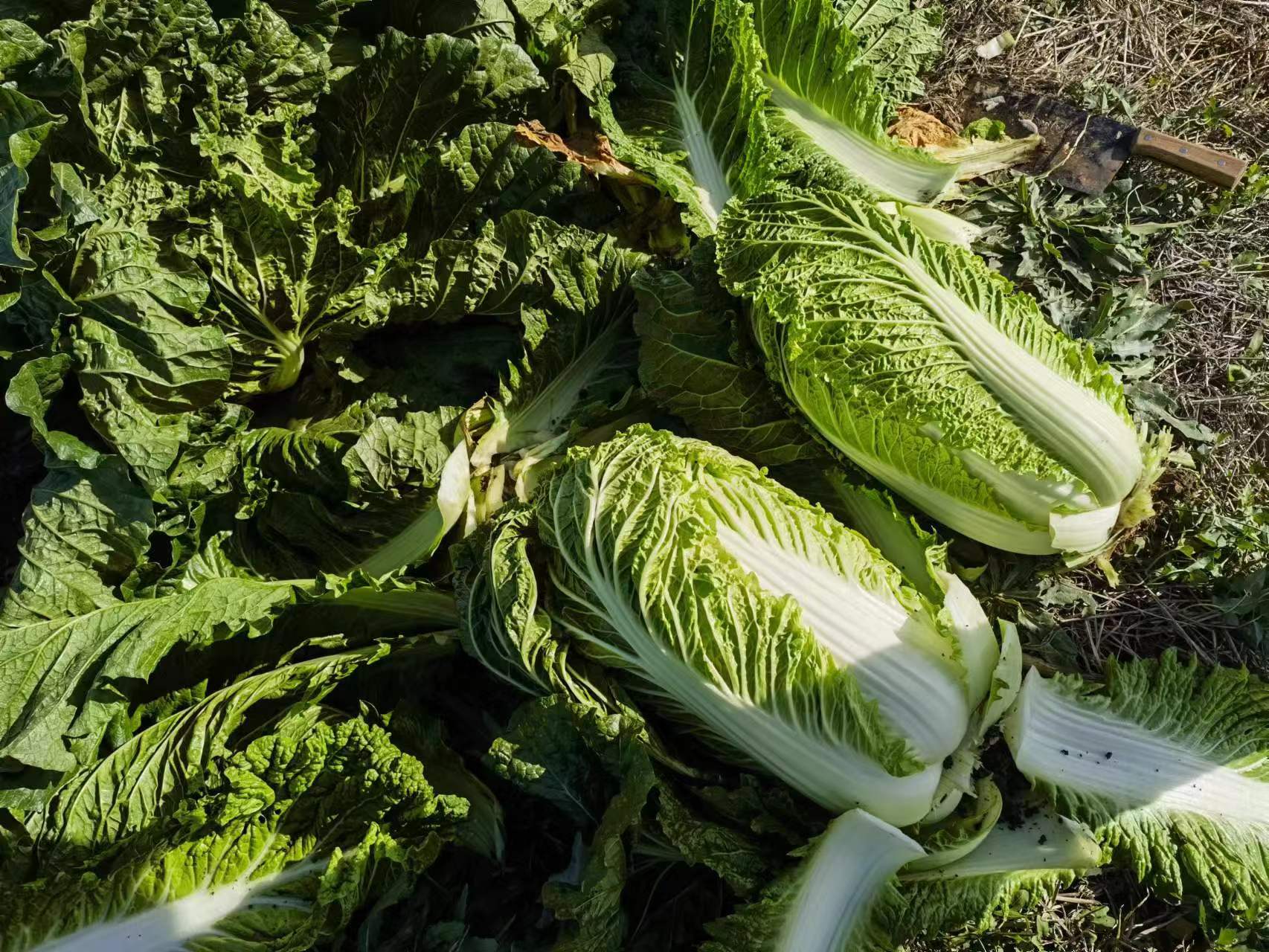 白菜疙瘩实物特写：带褐色老皮、表面可见放射状裂纹与残留须根，切面呈乳白色致密质地，附带毫米刻度尺参照