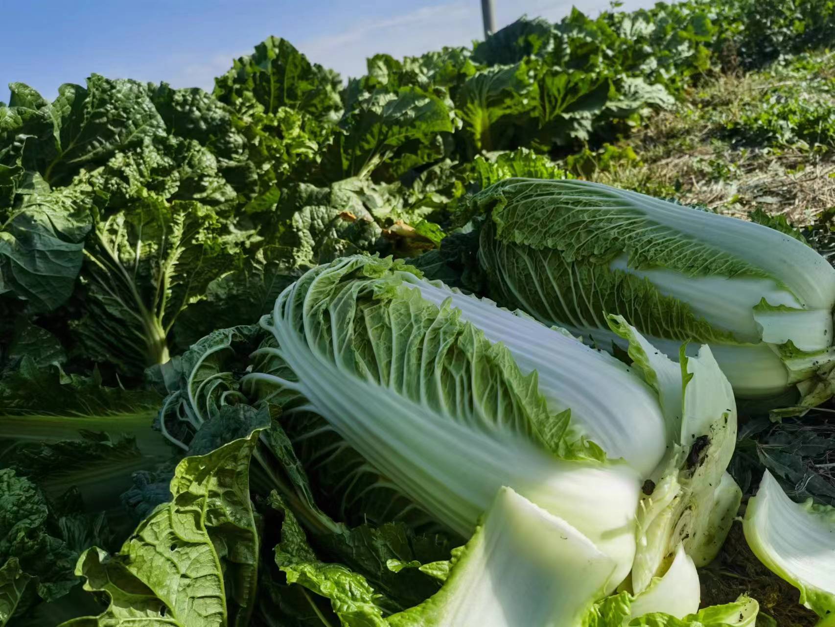 北京3号白菜特写图