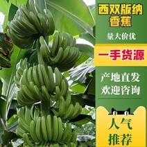 云南精品香蕉大量上市对接全国欢迎咨询