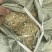 河南优质花生秧细粉常年供货品质保证价格优惠全国发货