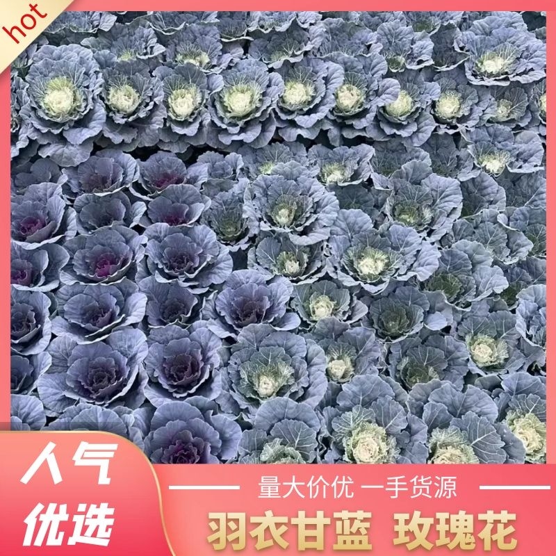羽衣甘蓝，玫瑰甘蓝耐寒组摆花卉产地直发欢迎来电