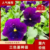 【精品】三色堇盆栽观花植物大量上市欢迎实地
