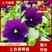 【精品】三色堇盆栽观花植物大量上市欢迎实地看货