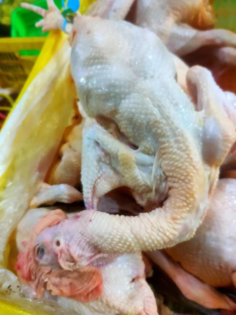 白条鸡杭州白条鸡厂家直供长期供应欢迎来电咨询