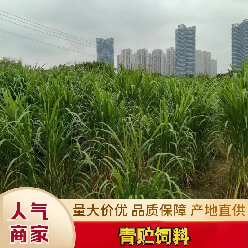 成都青贮饲料，大量有货，保质保量，产地直发，欢迎选购