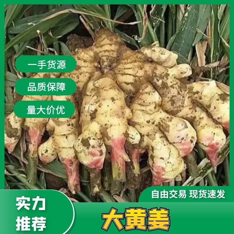 鲜姜上市山东大黄姜代收代存大量现货价格超低品种齐全