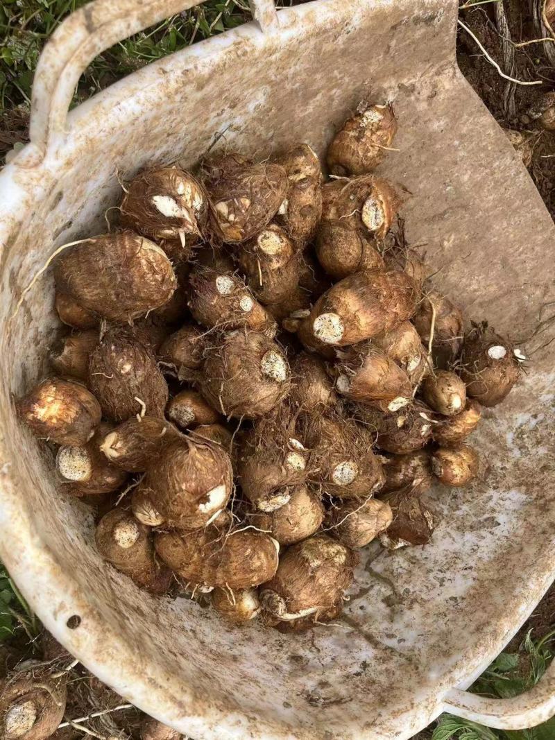 贵州毛芋头生长在山岭丘地日晒充足美味可口强烈推荐