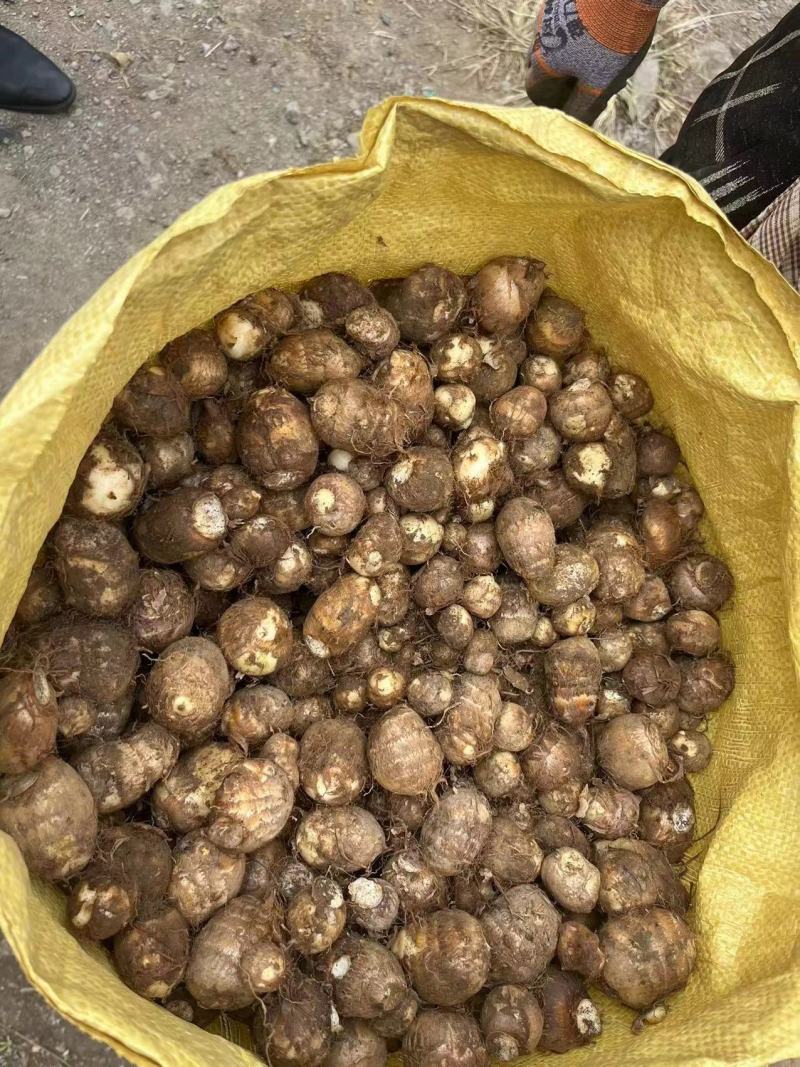 贵州毛芋头生长在山岭丘地日晒充足美味可口强烈推荐