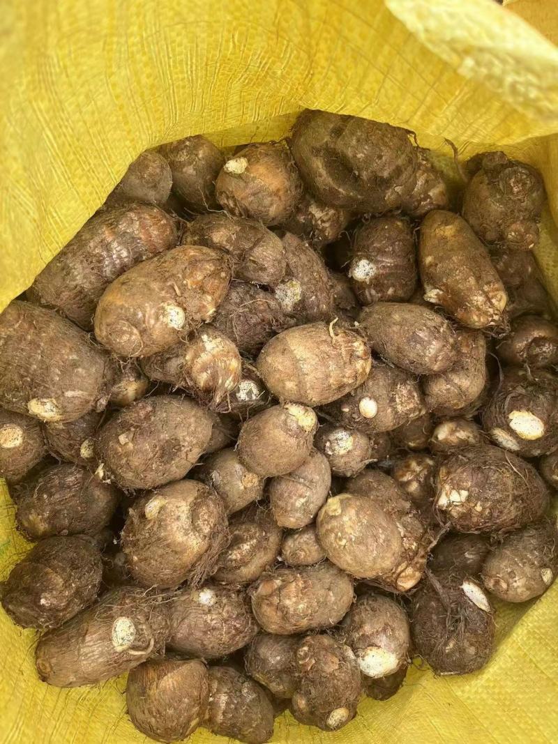 贵州毛芋头生长在山岭丘地日晒充足美味可口强烈推荐