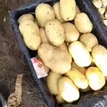 精品黄心土豆万亩基地量大从优欢迎各位老板前来采购
