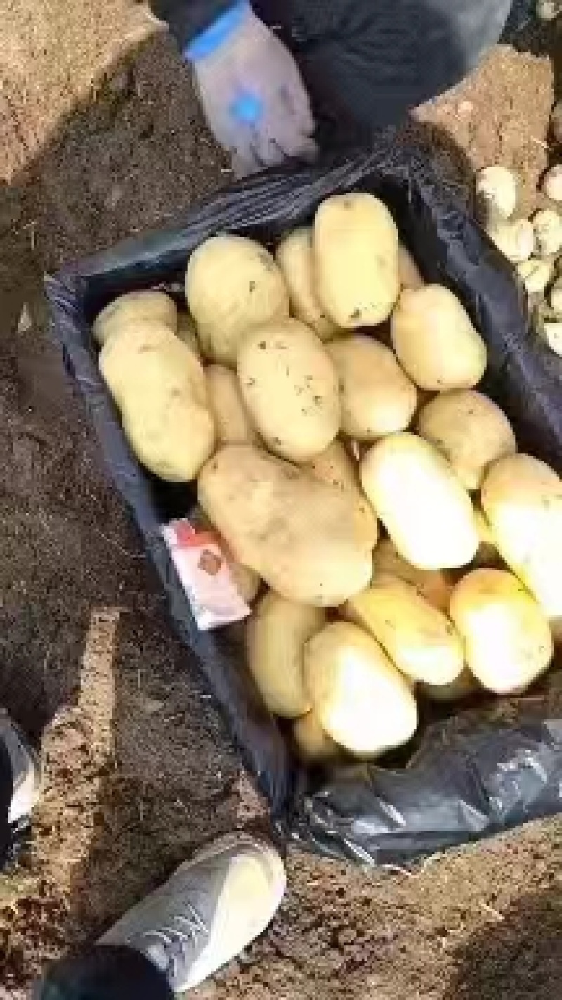 精品黄心土豆万亩基地量大从优欢迎各位老板前来采购