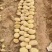 精品黄心土豆万亩基地量大从优欢迎各位老板前来采购