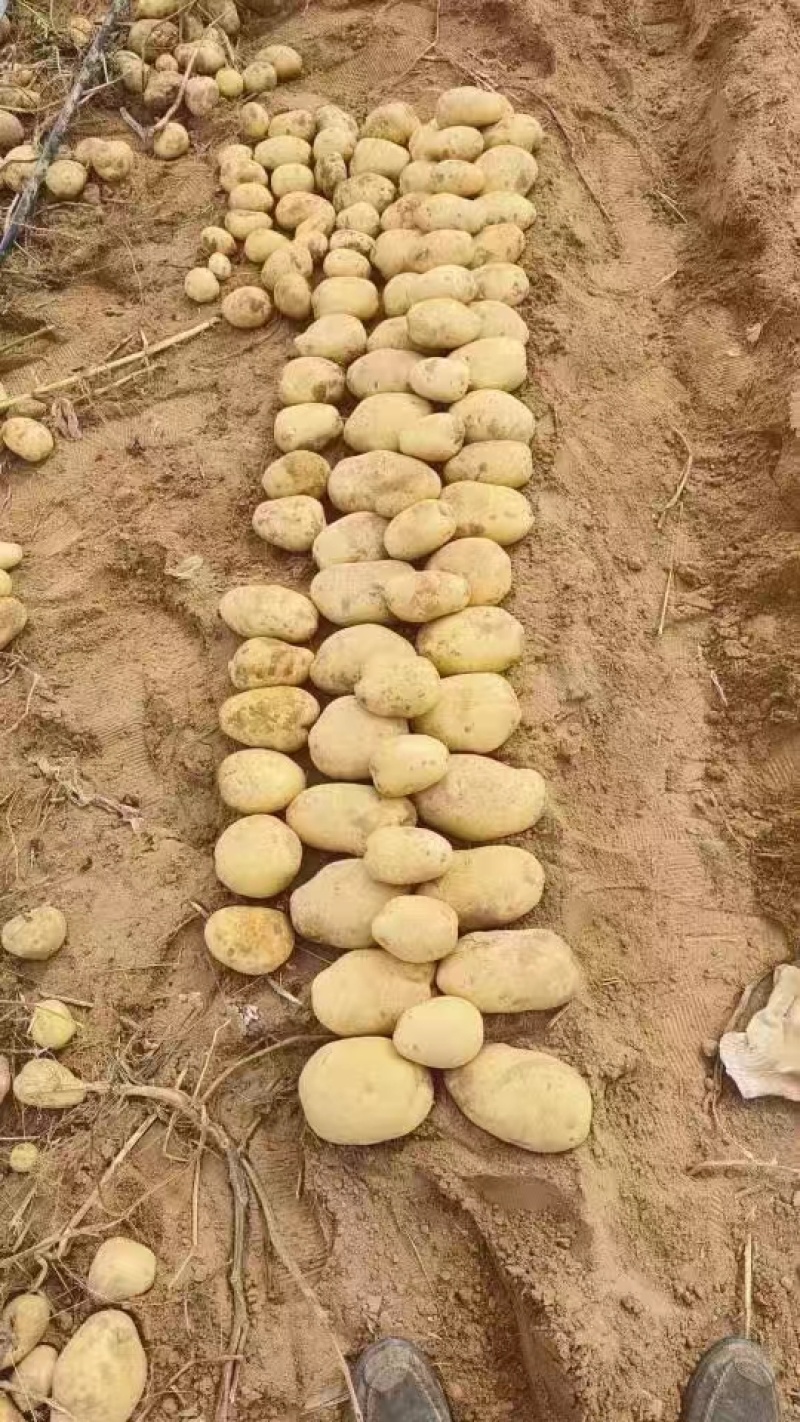 精品黄心土豆万亩基地量大从优欢迎各位老板前来采购