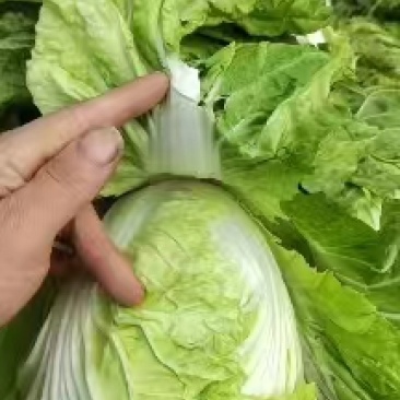 河南鸡腿白菜开封万亩蔬菜水果基地欢迎各位老板前来选购