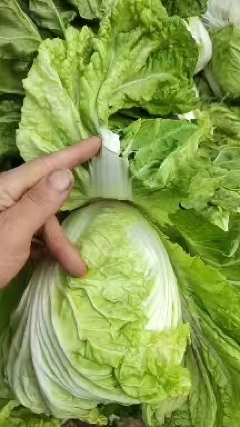 河南鸡腿白菜开封万亩蔬菜水果基地欢迎各位老板前来选购