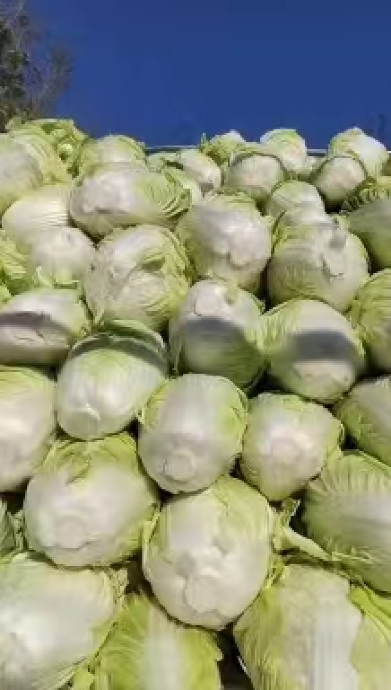 河南鸡腿白菜开封万亩蔬菜水果基地欢迎各位老板前来选购