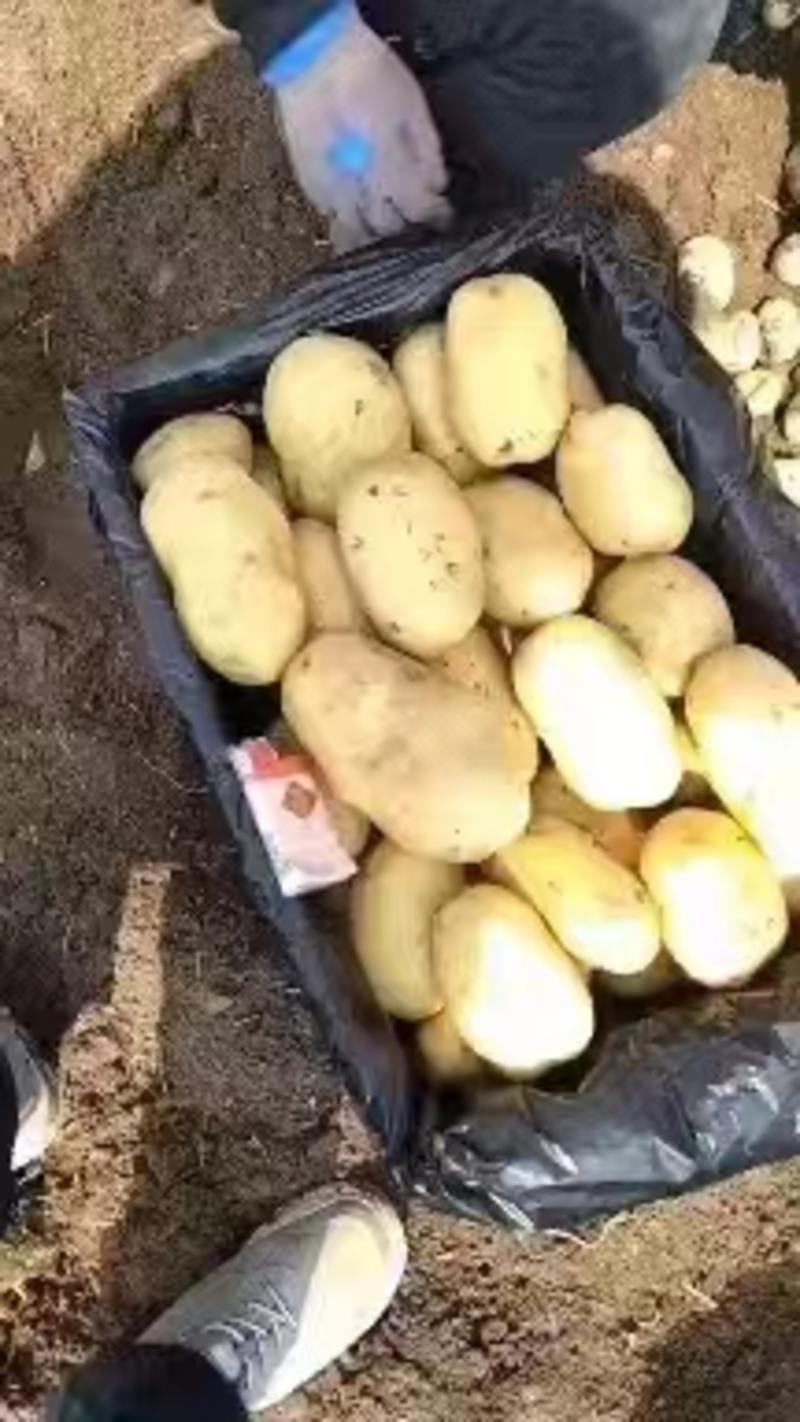黄心土豆开封土豆万亩蔬菜水果基地欢迎各位老板前来选购